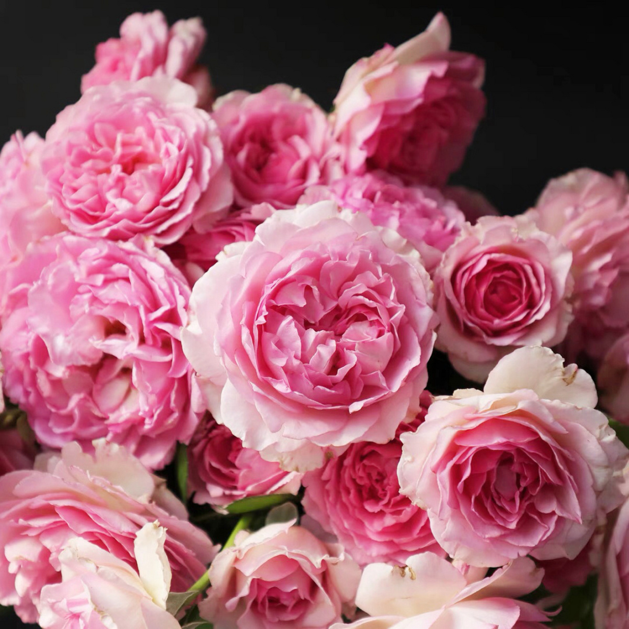 罗衣 夏花 罗衣 花大 枝条几乎无刺 2019中国北京世界园艺博览会月季