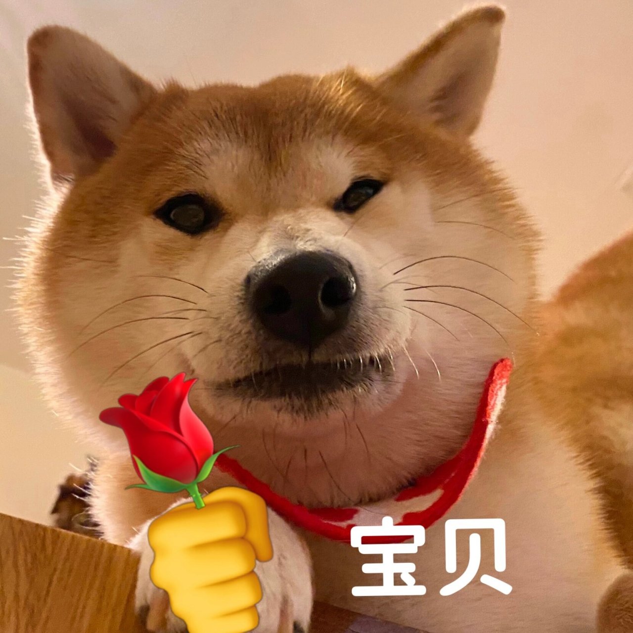 柴犬表情包 你值得拥有95