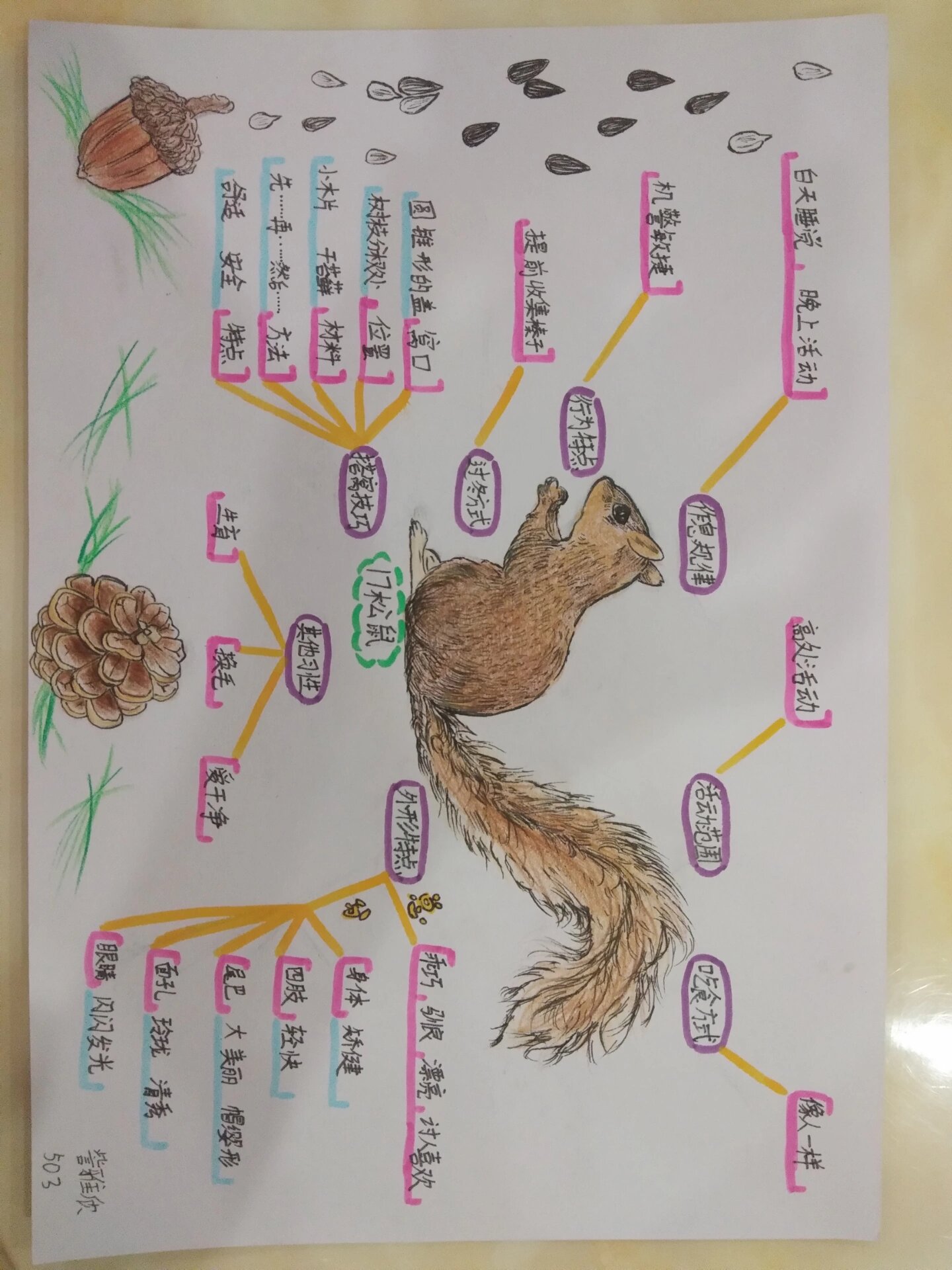 小朋友的五上弟17课松鼠,思维导图