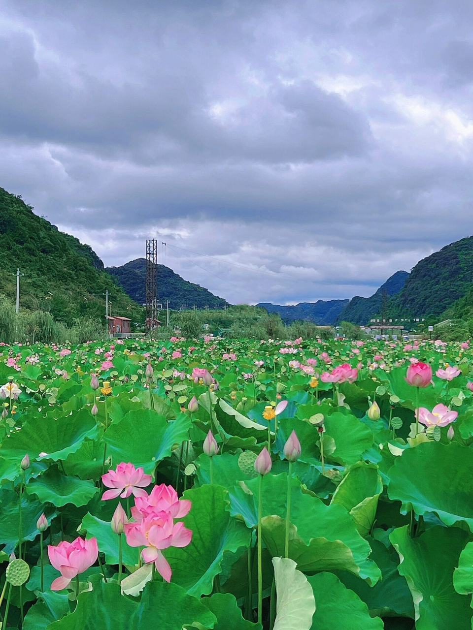 贵州省内游99最美十里荷廊 炎炎夏日 赏荷正当时7715 安顺幺铺