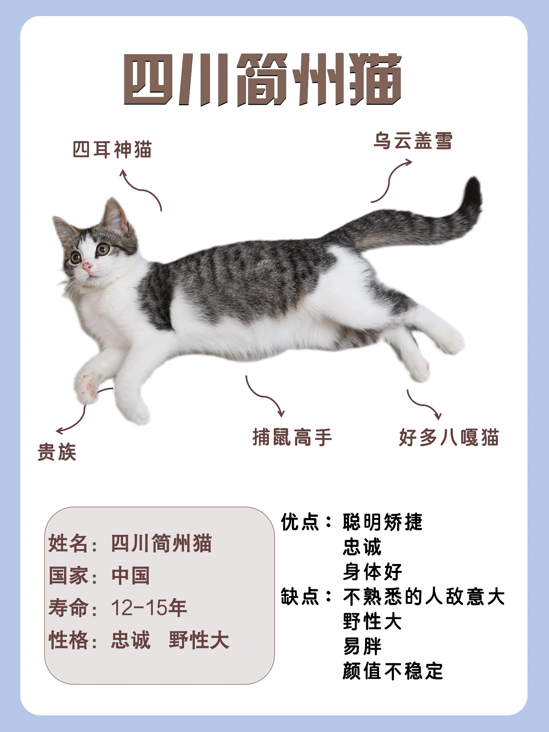 四川简州猫狸花猫傻傻分不清