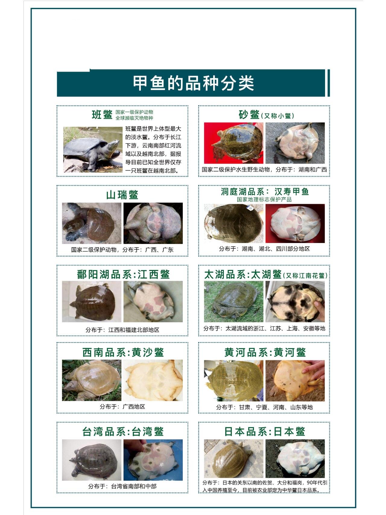 甲鱼品种介绍大全图片