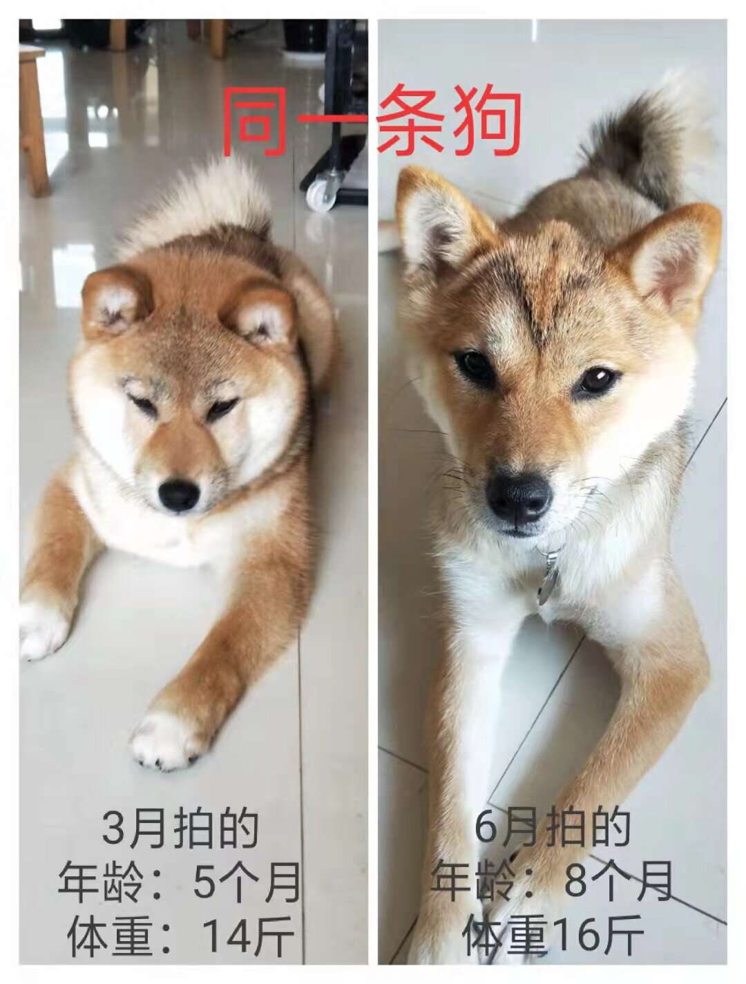 柴犬的尴尬期图片