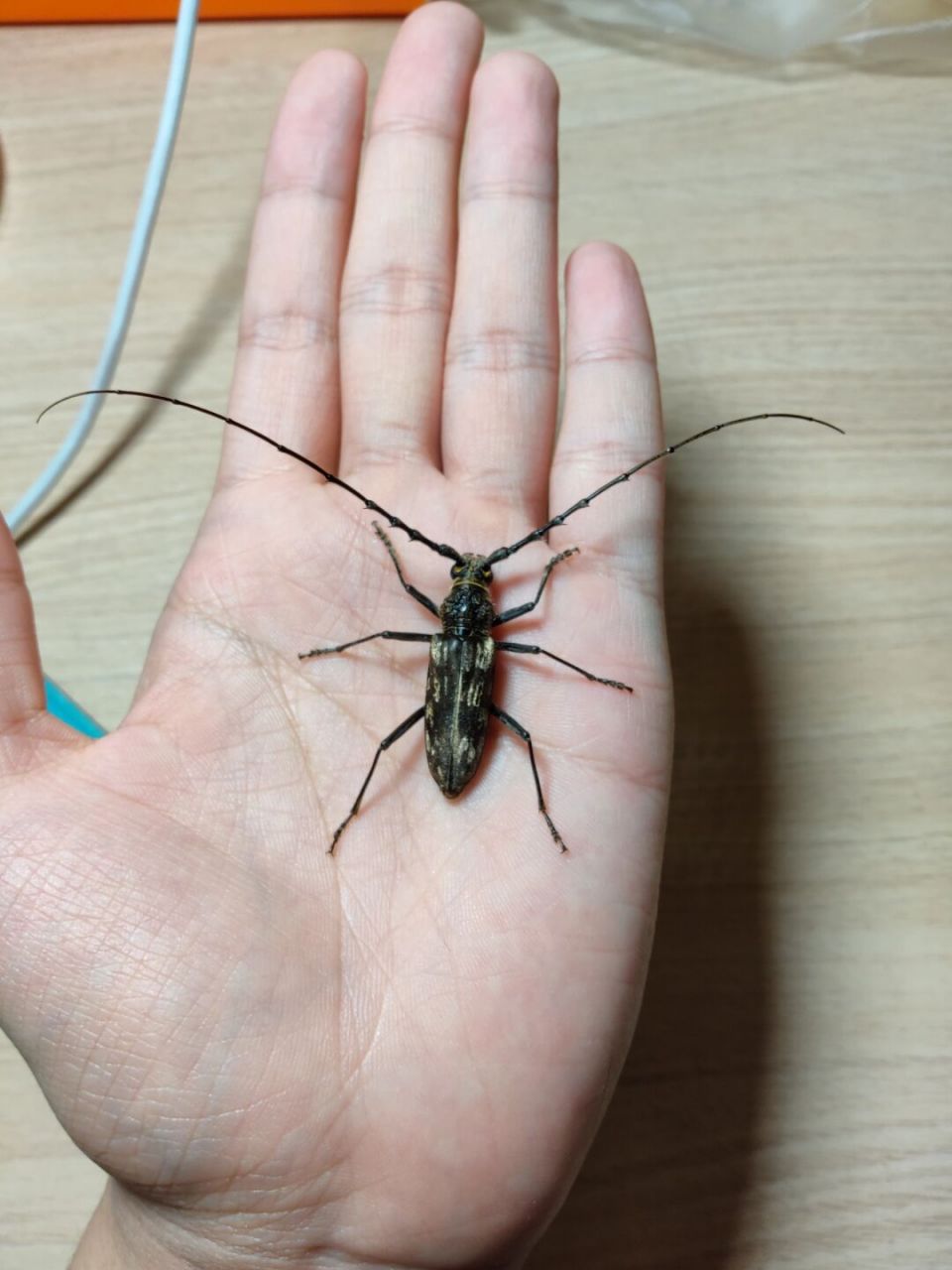 一只刺角天牛 触角根部带倒刺,拿起来还挺扎手,同时也是一种林业害虫.