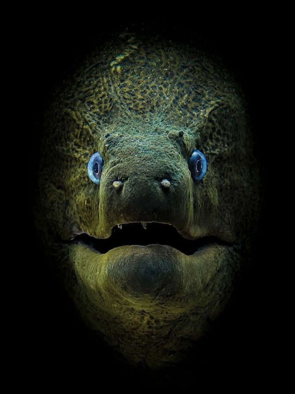 南京博物学教育|神奇生物图鉴|深渊的凝视 名称:爪哇裸胸鳝 外文名