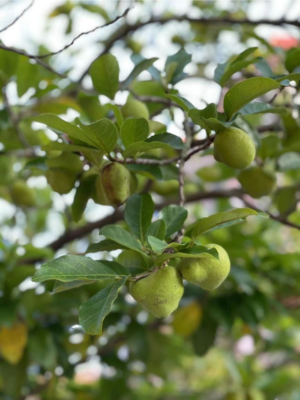 佳木果狗囊子胭脂树 今年终于找到它的正确吃法了