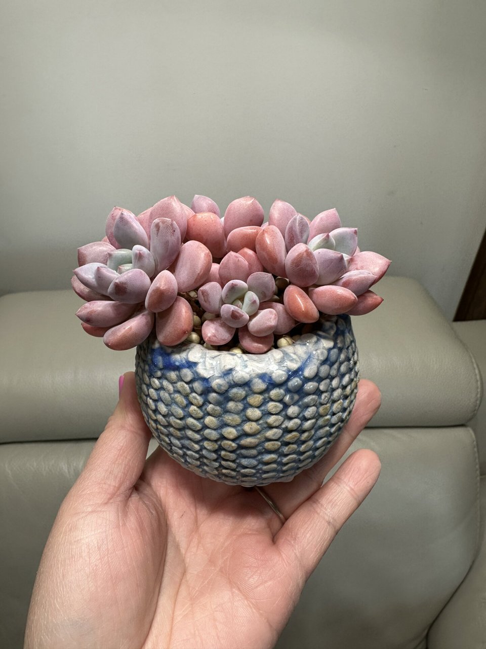 白鹭 多肉 颜色好喜爱,冬天也不会不出状态.