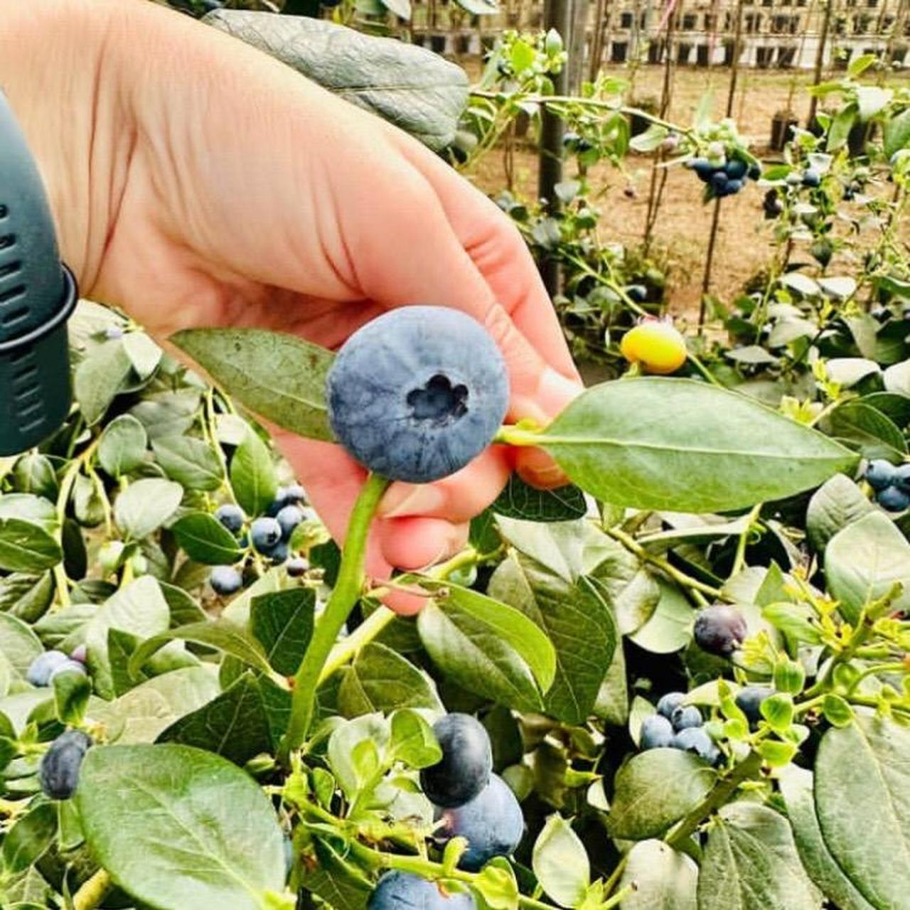 蓝莓果王品种:优瑞卡.