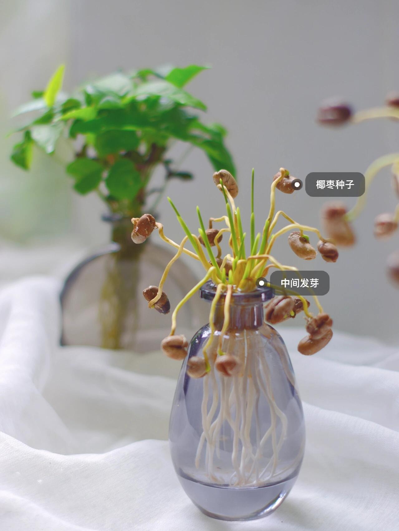 种子成长,椰枣水培