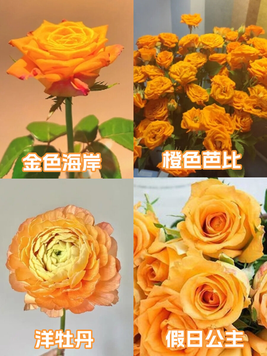 花材系列② | 一口气认识16种橙色系花材 橙色代表温暖,是欢快活泼的