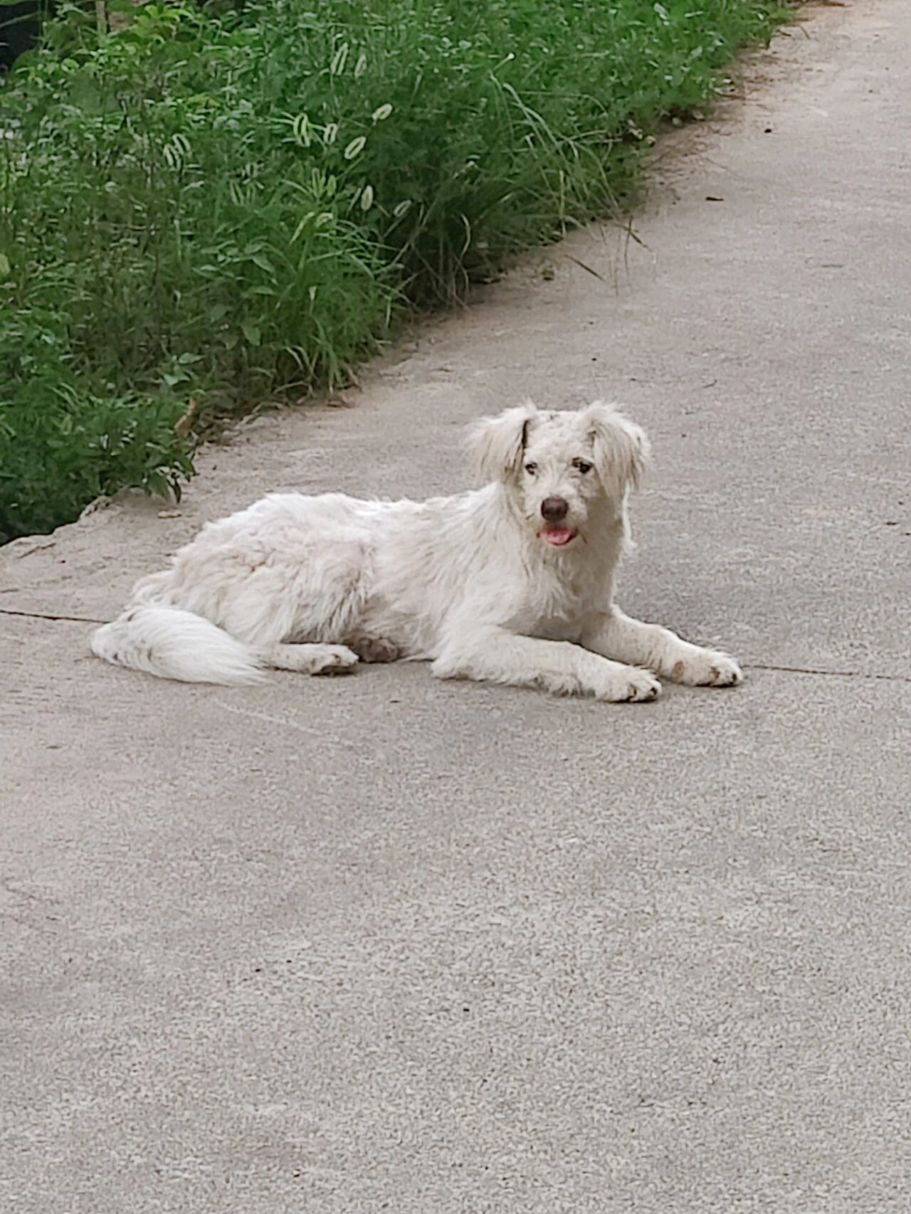 猫尾巴草 爸爸想不起来这个是狗尾巴草他记成猫尾巴草了93栓q