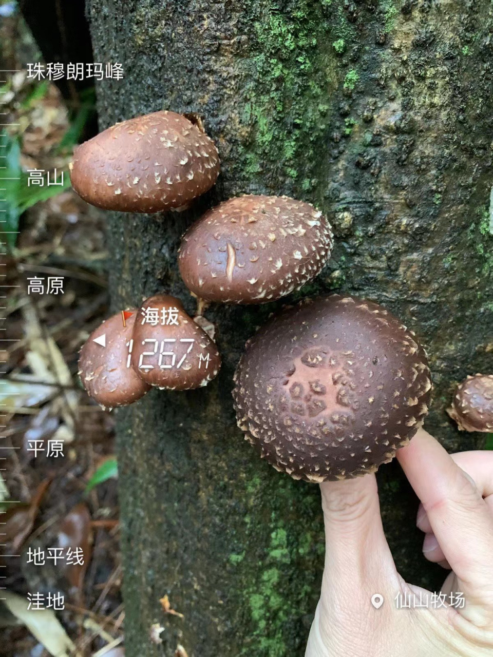 半野生香菇,除了菌丝是人工下的,其它的跟纯野生香菇一样