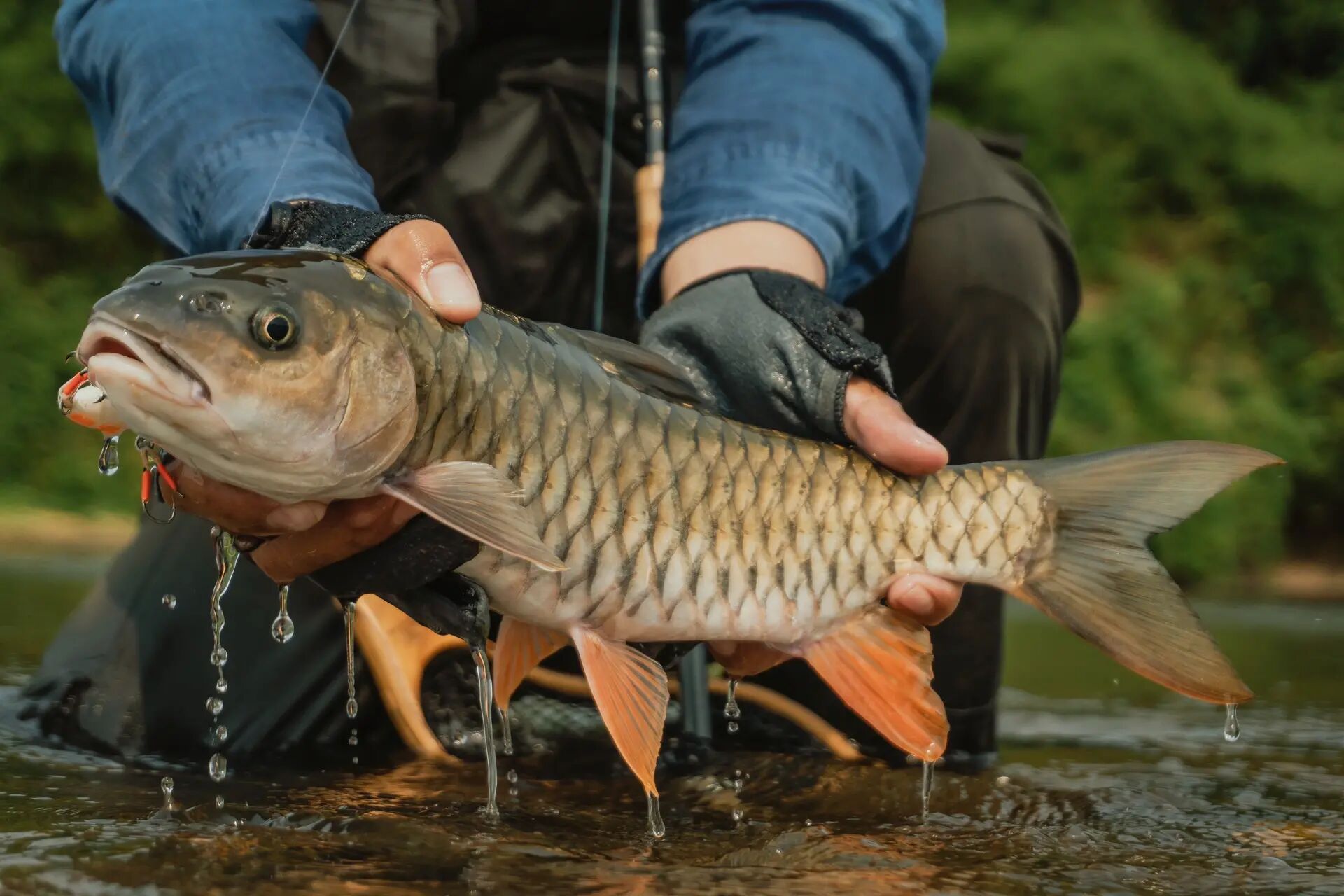 拍大鱼挑战 | 40 50 60 军鱼 #