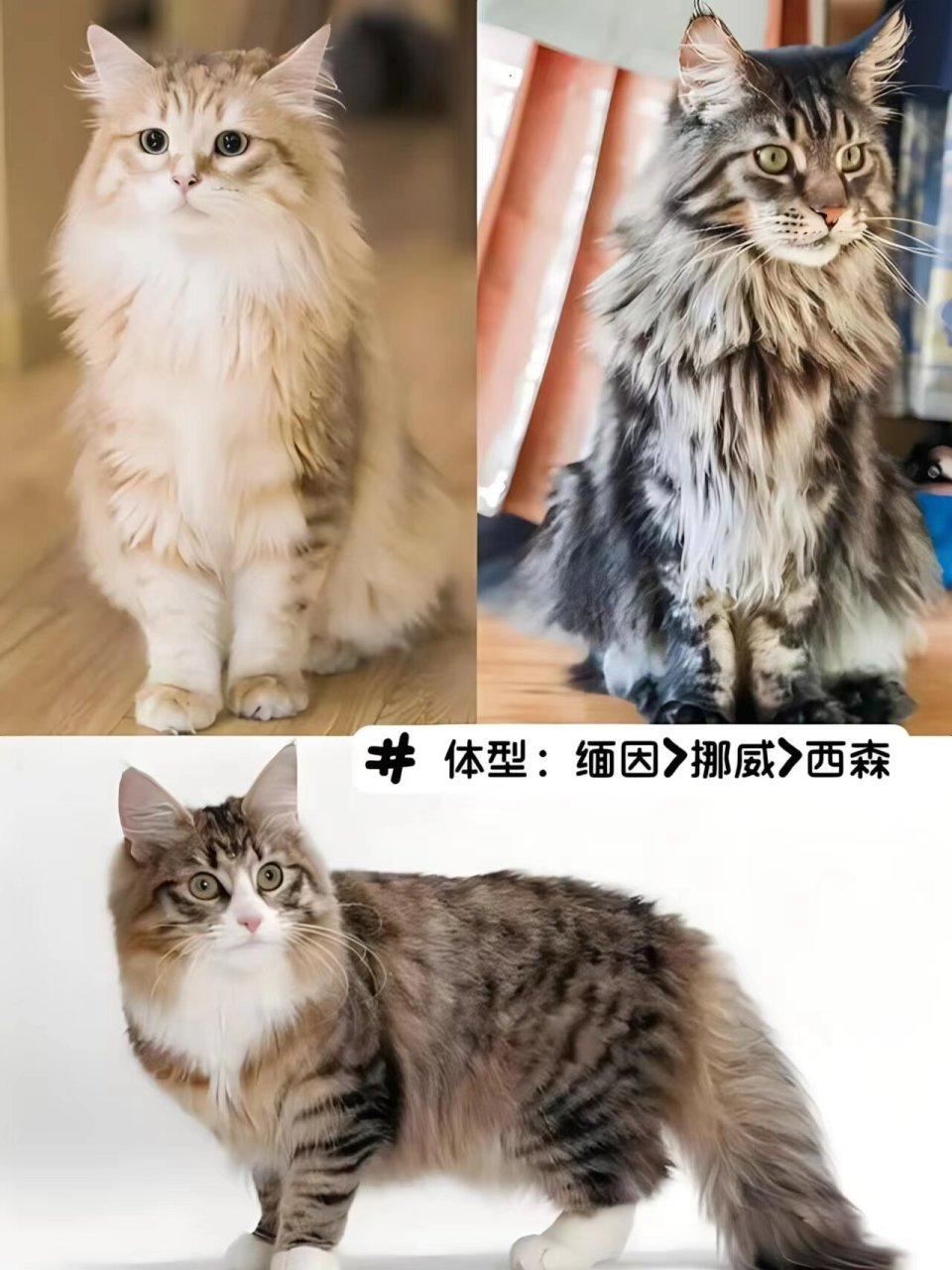 长毛猫品种大全 名字图片