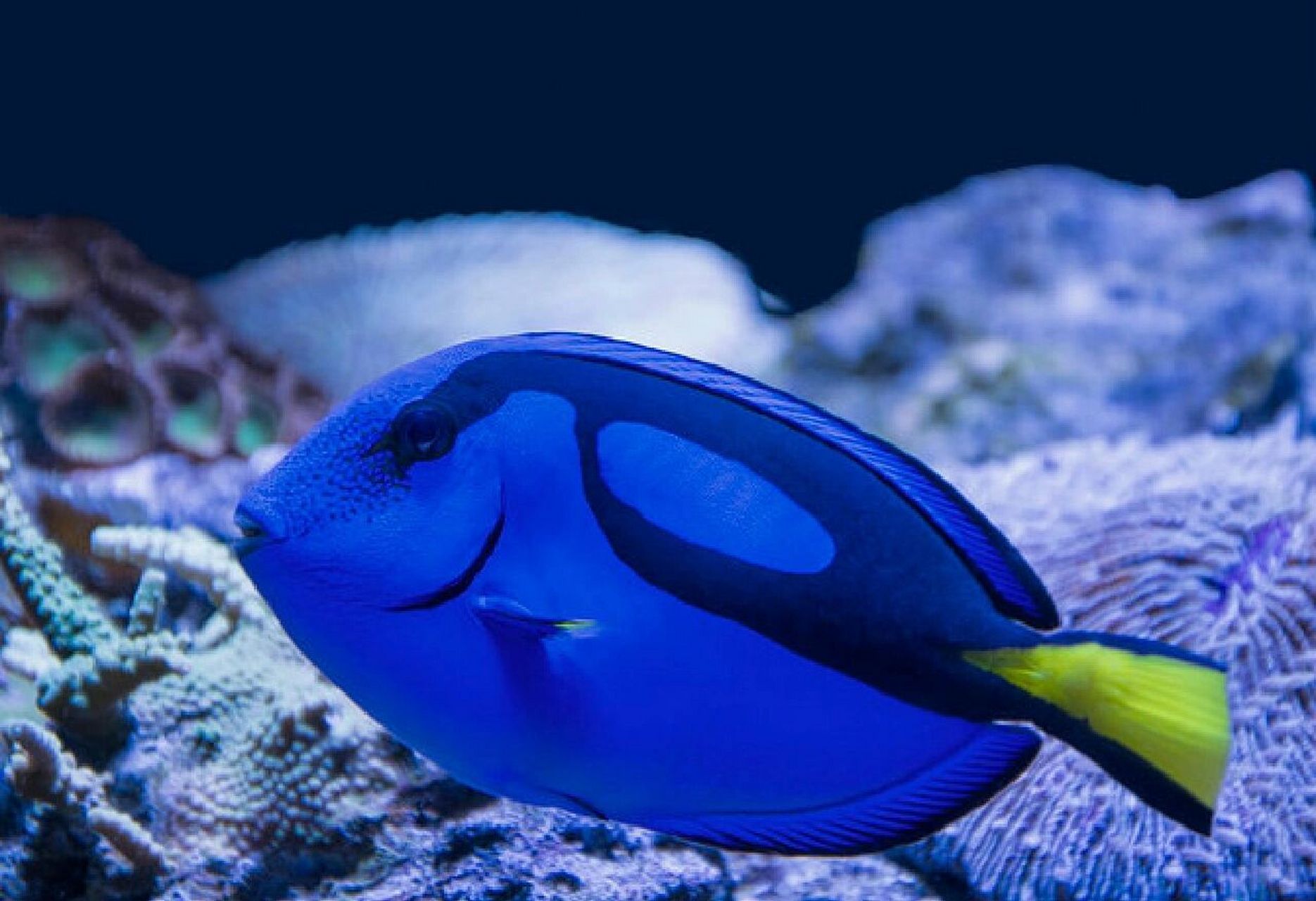 d2day每天认识一种海洋生物～蓝倒吊 中文名称:拟刺尾鲷 别名:黃尾副