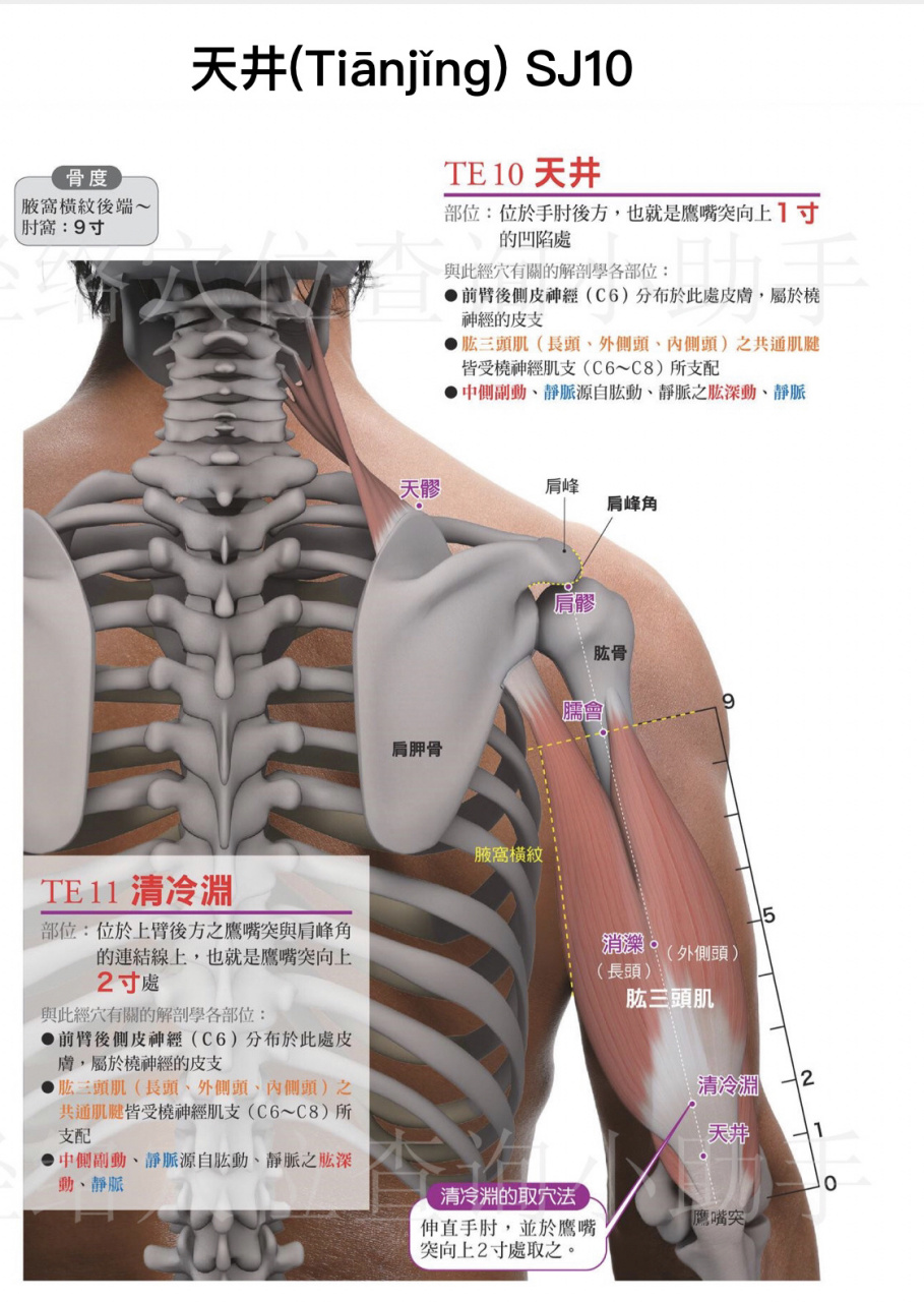 天井穴(手少阳三焦经第10穴) 【特定穴】 合穴 【主治病症】 ①手臂