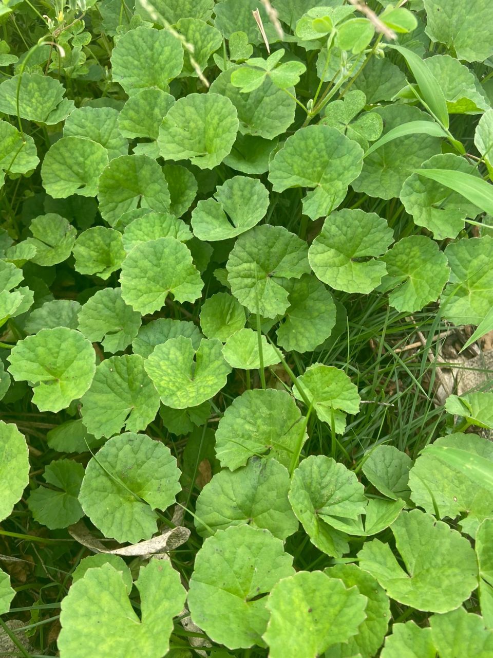 学习中草药,这是积雪草还是铜钱草? 求解,这是什么草药?