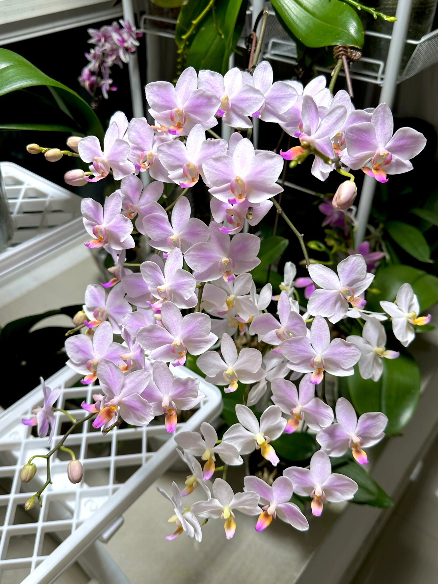 我带着暴风雪又来了❄️ 残雪蝴蝶兰