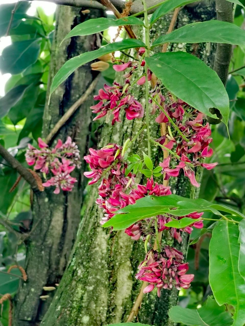 香花鸡血藤,拉开了满坡花开的架势 香花鸡血藤,豆科鸡血藤属,生邛崃