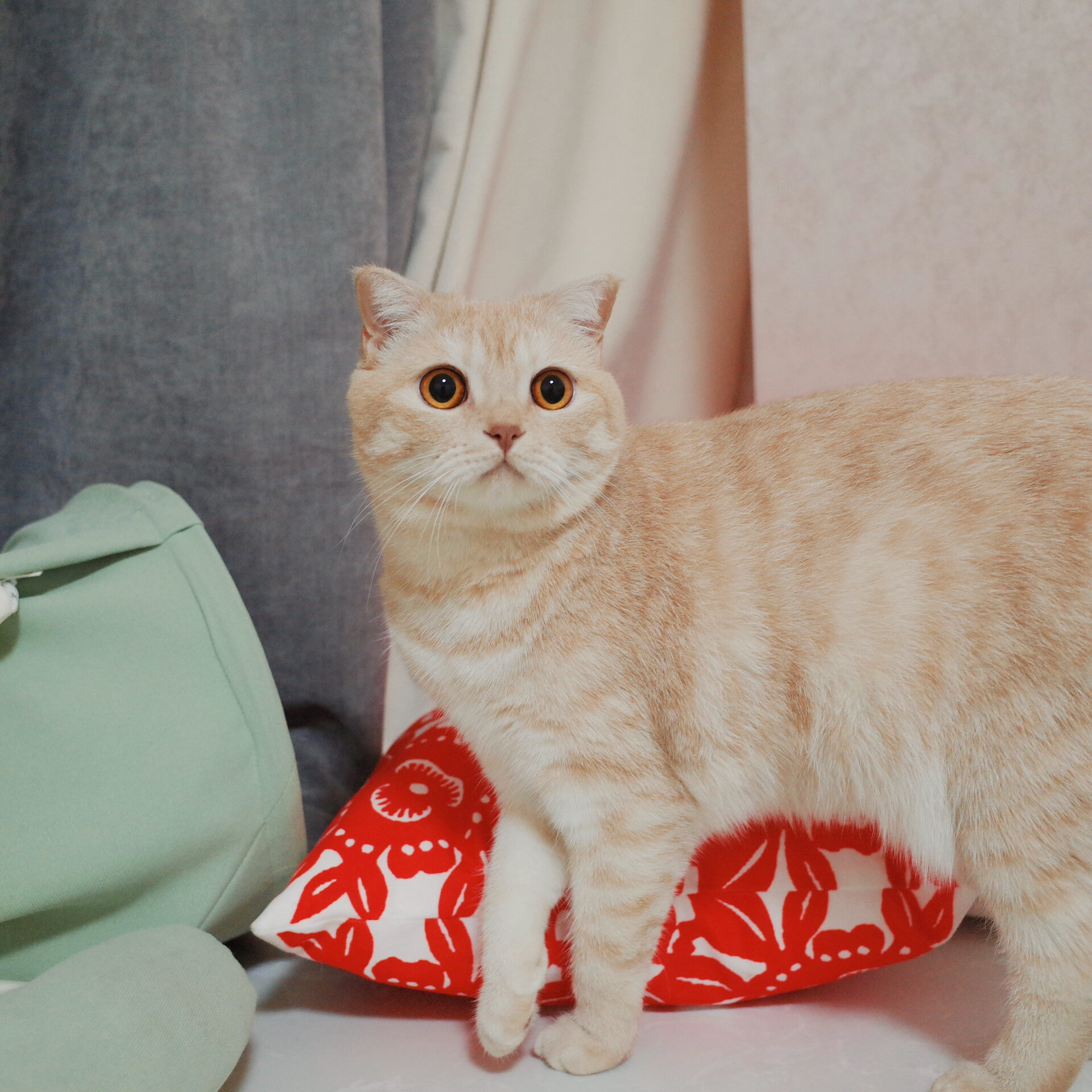 英短小猫咪头像 奶泡也太会看镜头了呜呜05 老公自从用她当微信头像