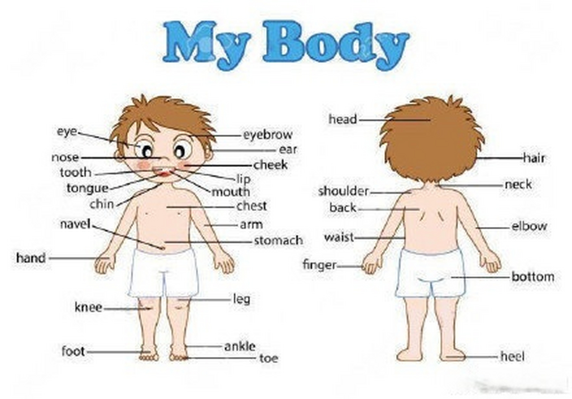 9张图搞定身体各部位雅思预测教育英语词汇