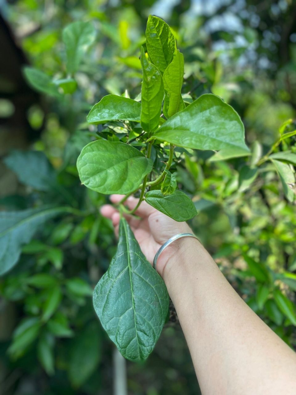 新会水照影(古兜山)护肝汤 "水照影"是一 种野生植物,民间传说它有清