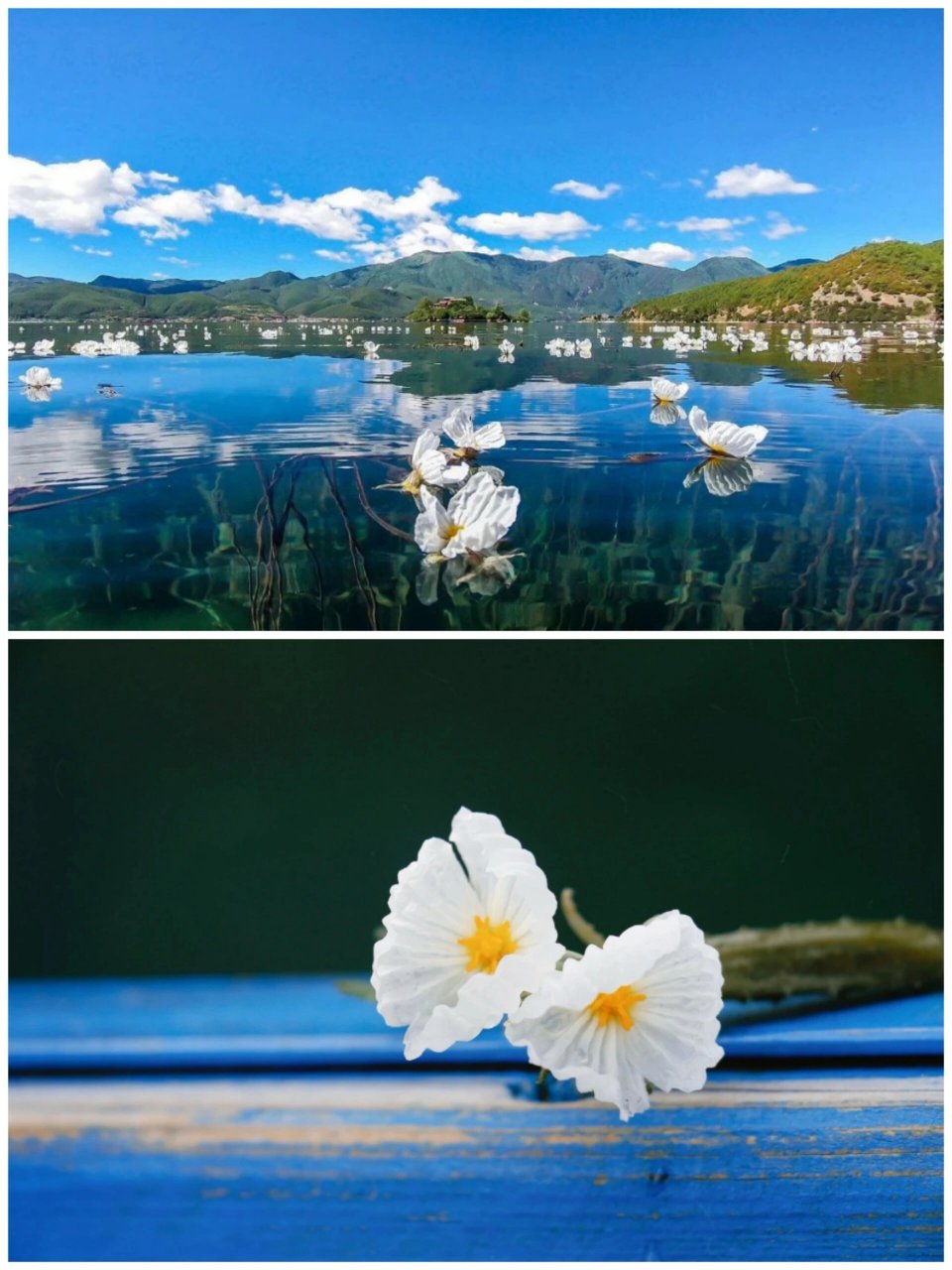 云南唯美意境的水性杨花-美到炸裂 #浪漫生活的记录者# #记录生活