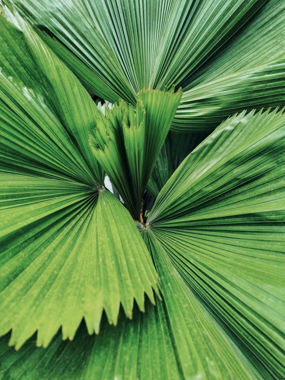 圆叶棕榈养成记 圆叶棕榈,licuala grandis palm 学名:圆叶刺轴榈,是