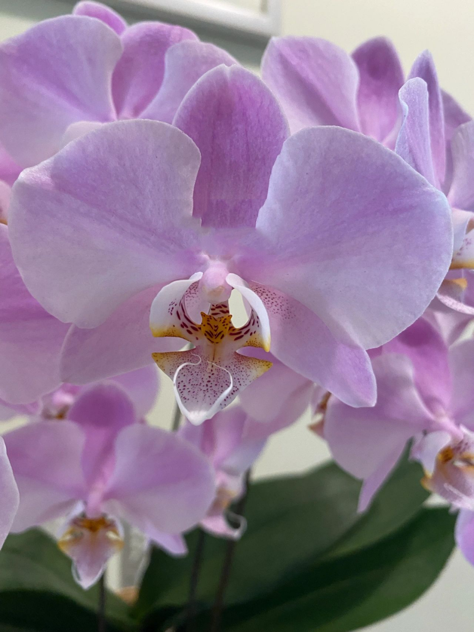 蝴蝶兰 密尔沃基的静态之美08 一棵花苗开出了组盆的效果7315