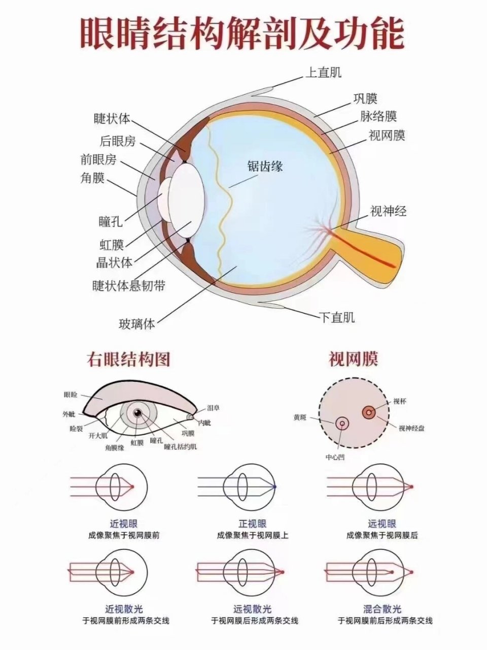 今日分享:眼球结构解剖及功能,带你认识我们的眼睛及各种屈光不正!