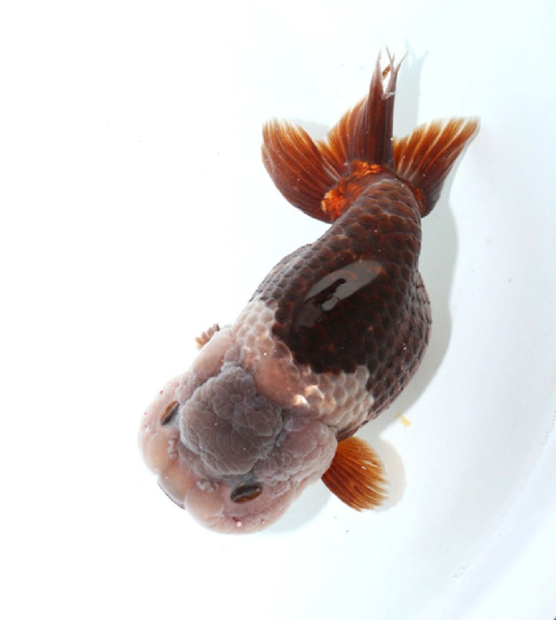 姆们的飞机尾兰寿 姆们,北京方言,我们的意思.