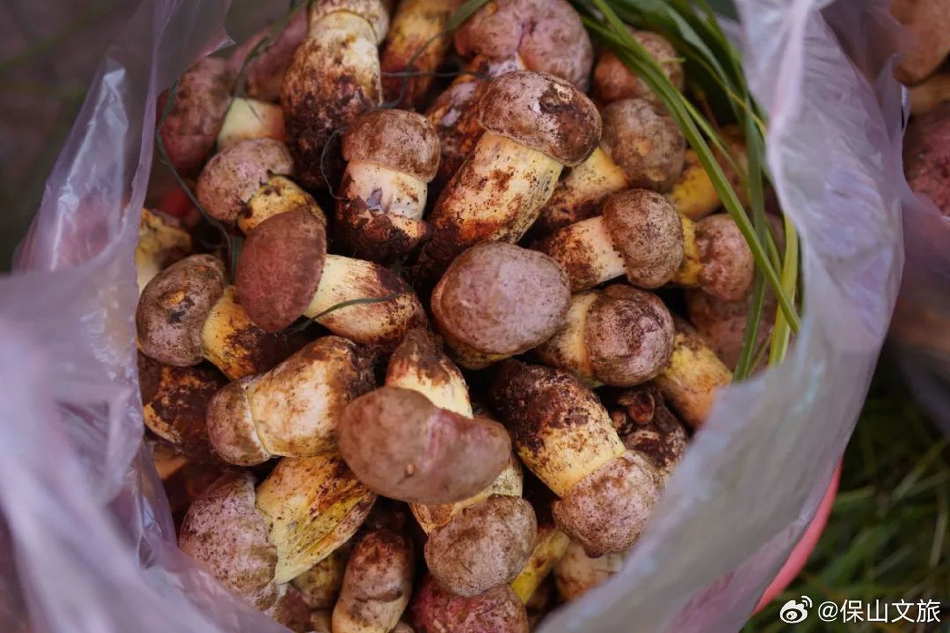 粉菌,学名卷边牛肝菌,白葱菌,是一种伞盖呈淡粉色渐变至粉黄色的