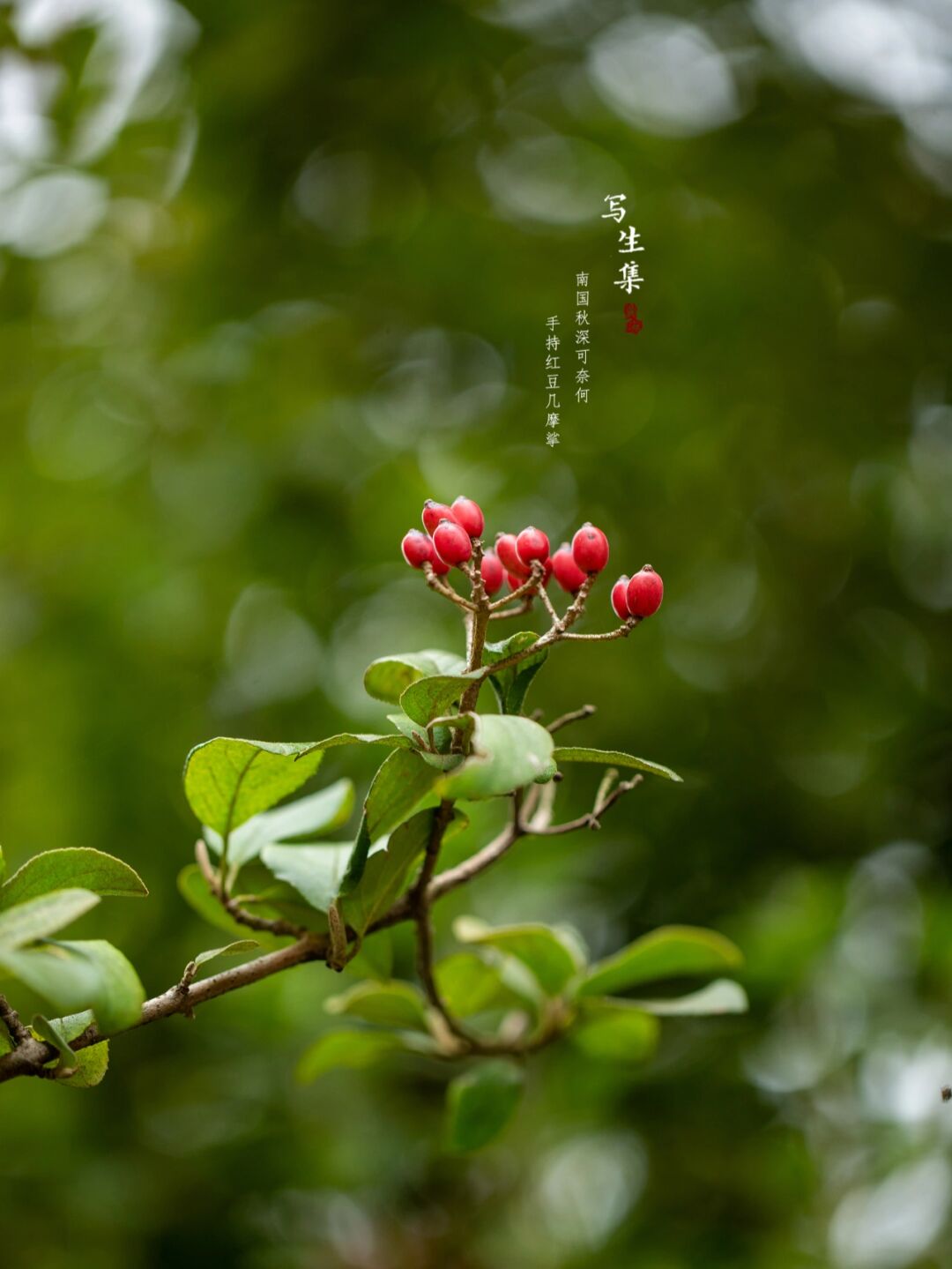 树姿优美,花形奇特,宛若群蝶起舞,逗人喜爱,秋季