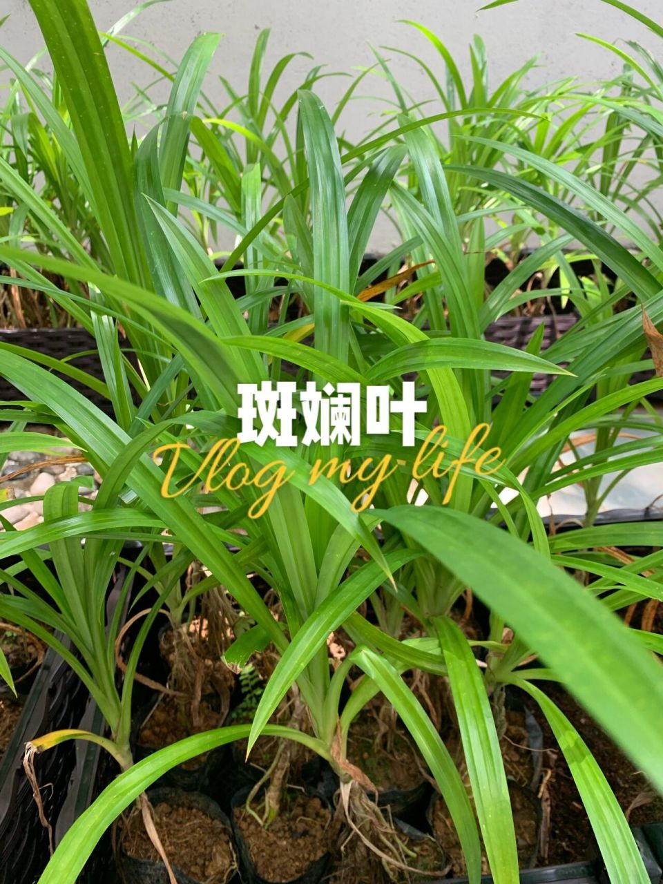 斑斓叶俗称班丹或班兰叶,印尼话叫pandan,是来自东南亚的