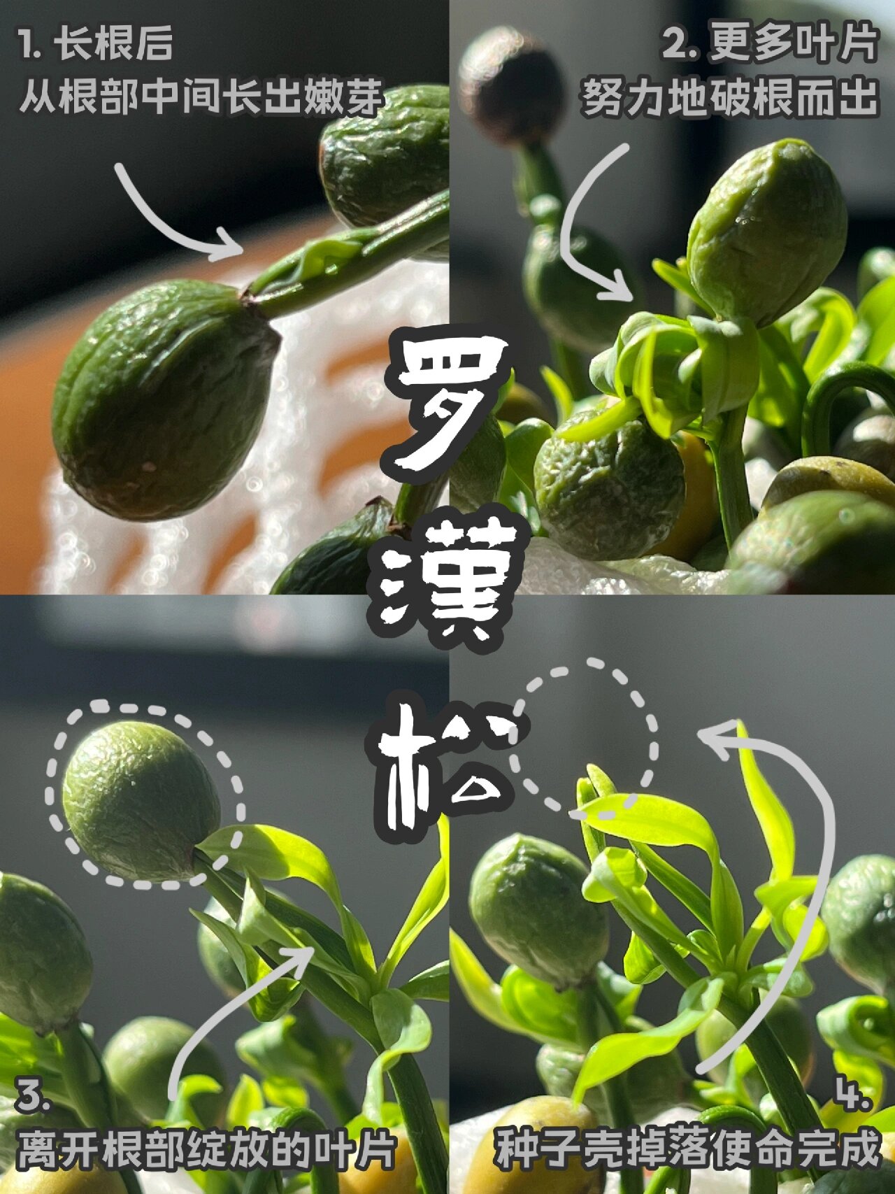 00罗汉松籽2:成活率百分百,发芽了