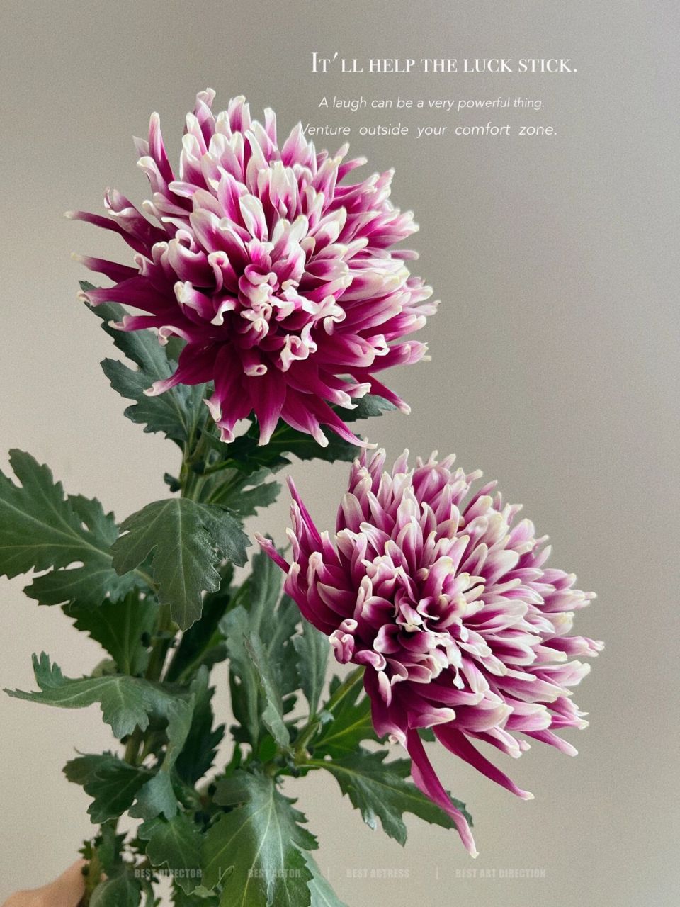 日本菊花|紫色   婀娜多姿   鲜艳夺目 这款菊花色为紫色,白色渲染