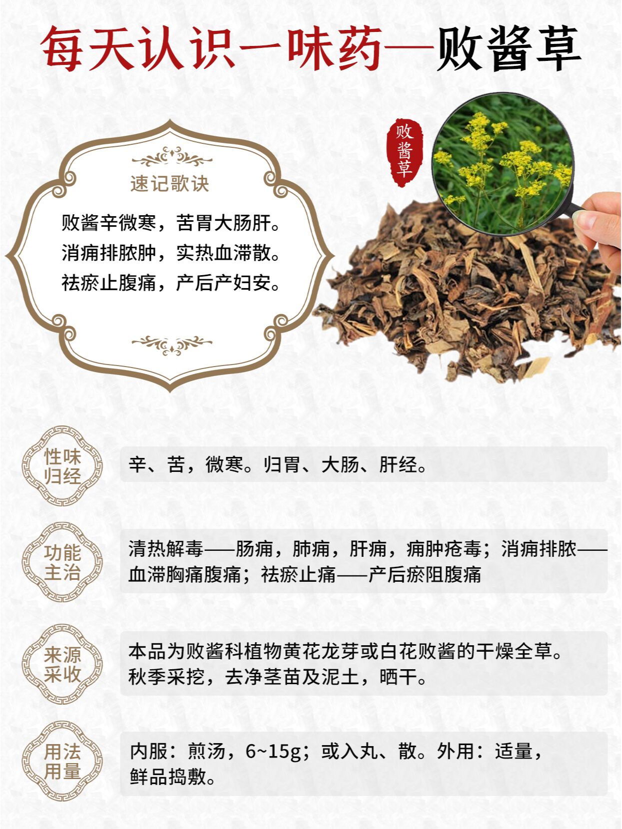 每天认识一味中药~败酱草 🌲别名:黄花败酱,龙芽败酱,黄花龙牙 🌲