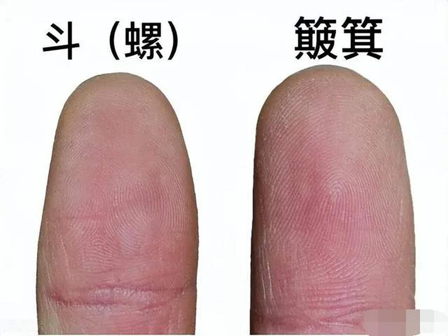 你的双手有几个斗,几个簸箕?说明你这一生是奔波的还是享福的