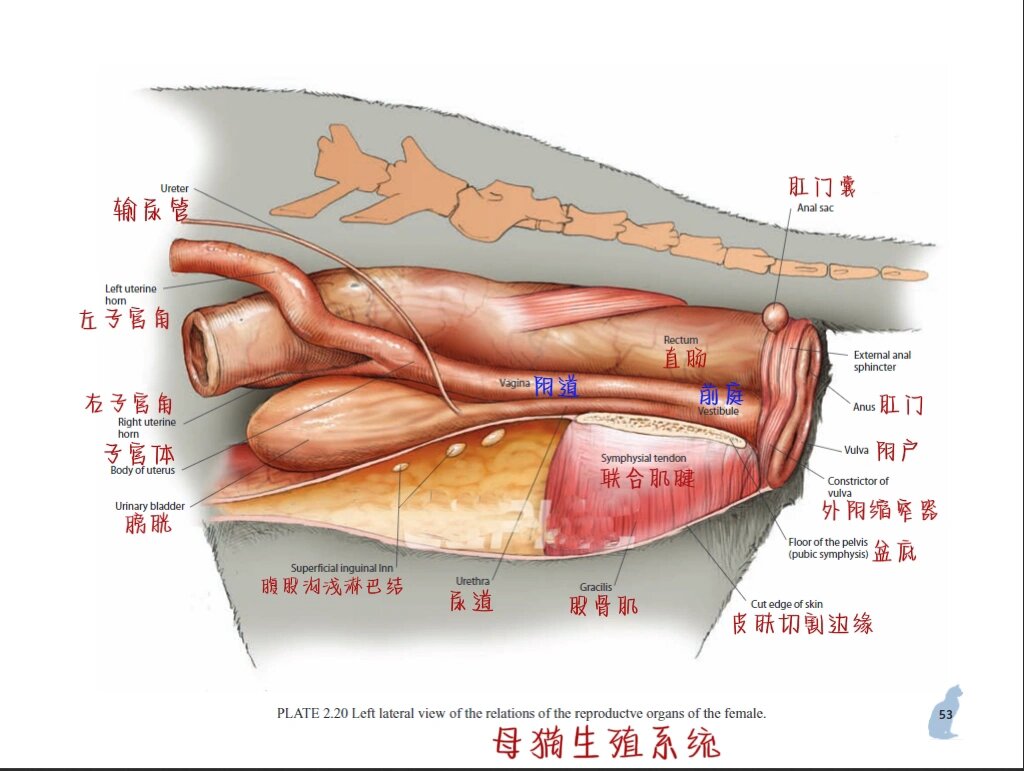 猫咪解剖之生殖篇