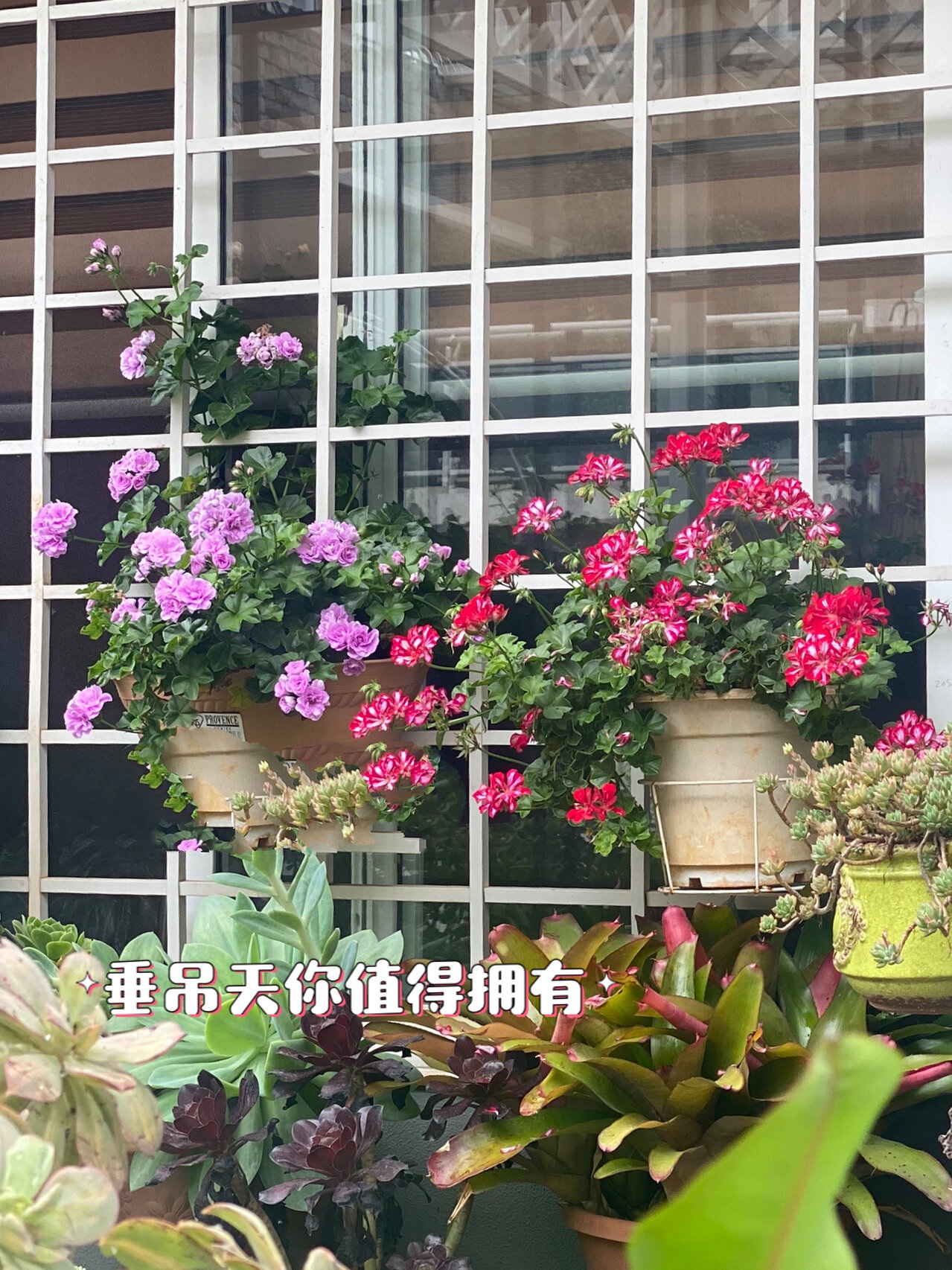 垂吊天竺葵你值得拥有 红的:洛丽塔 紫的:夏日玫瑰 在云南全年都有花