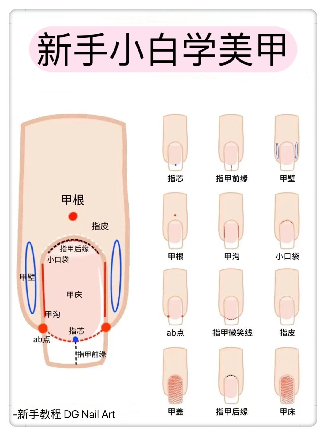 指甲结构图及分解图片