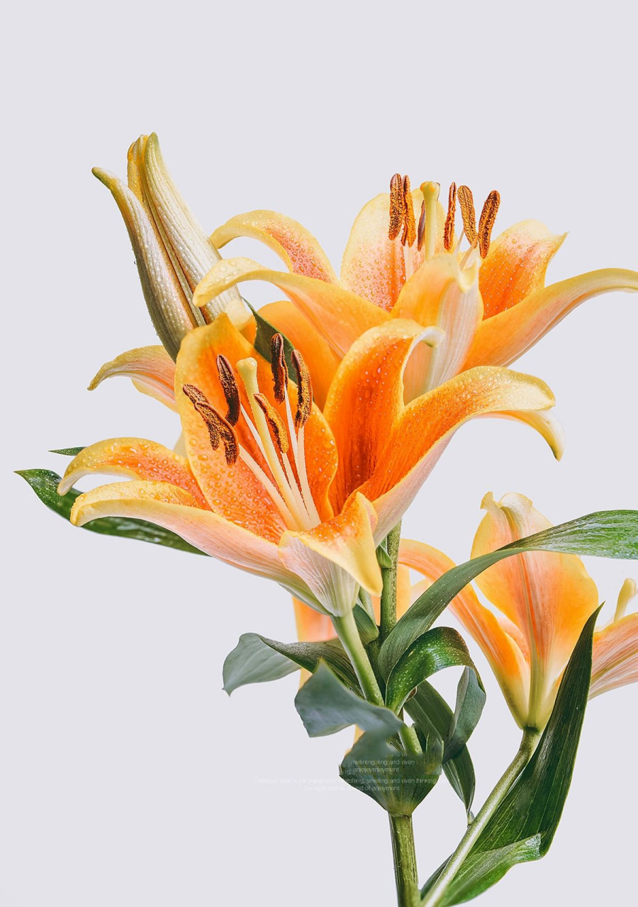 静物摄影|百合花(附布光图) 尔丛香百合,一架粉长春.