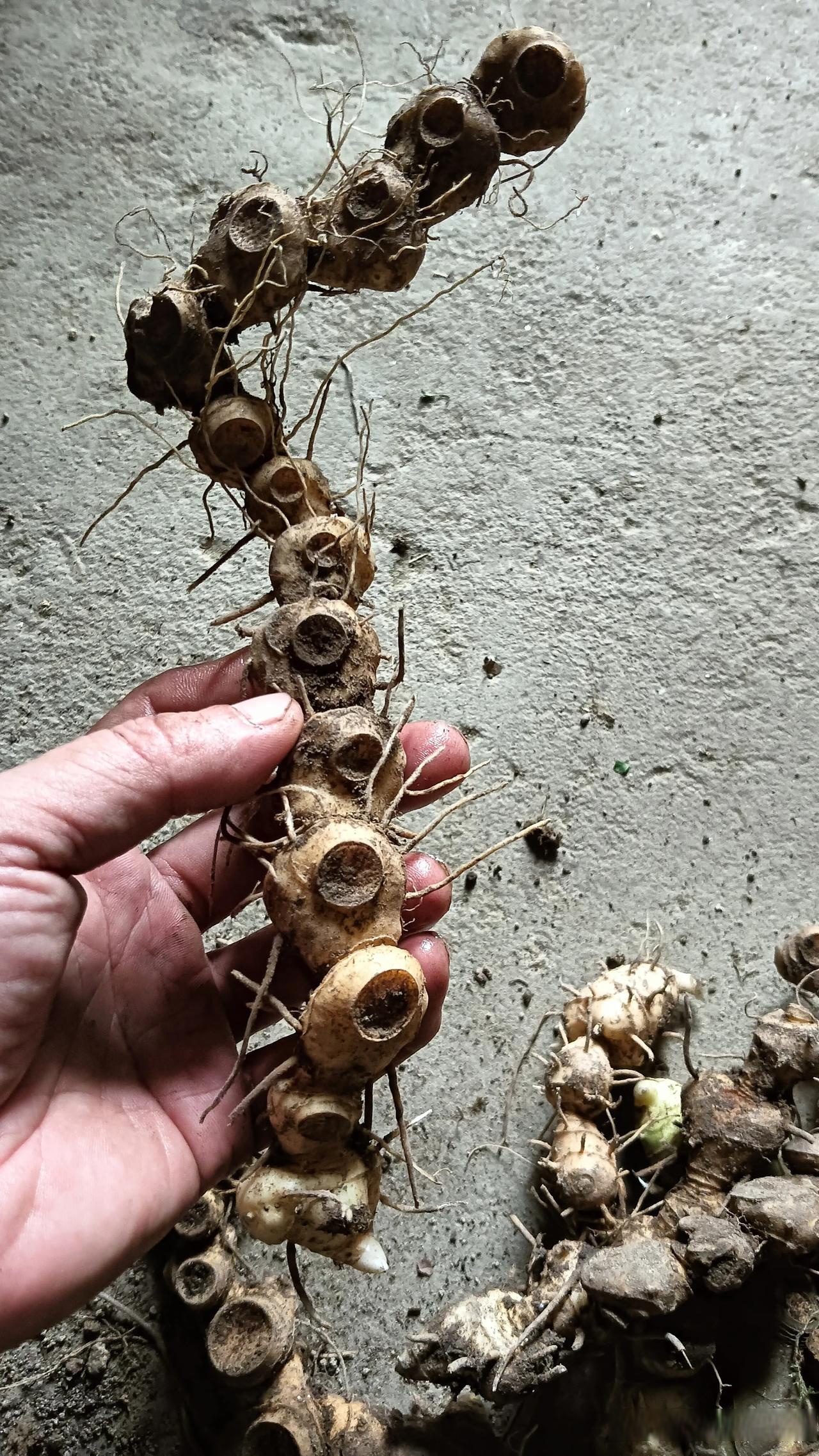 不要以为个头小,量少就瞧不上了,它们是我花了几