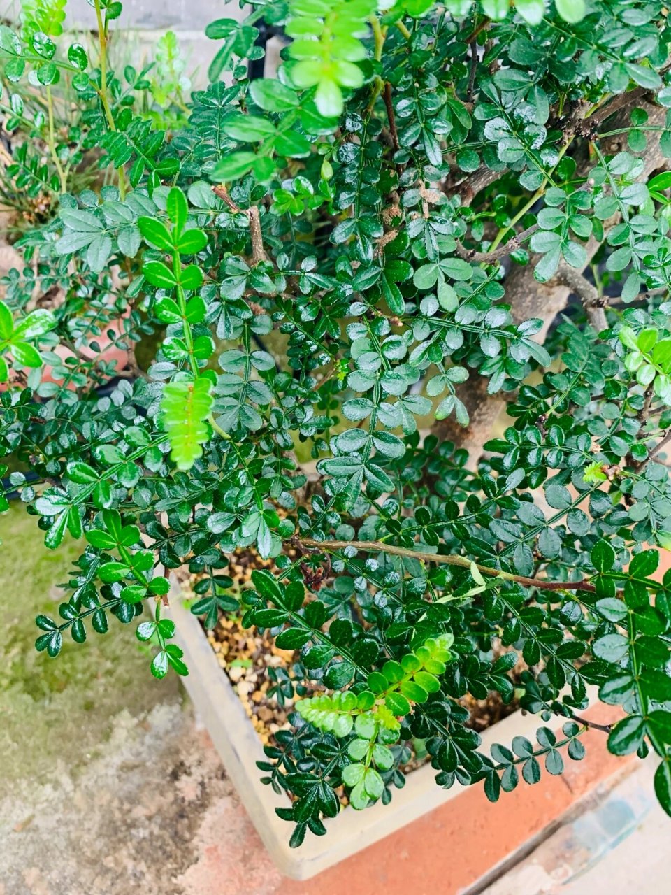 中品胡椒木盆景 四季青翠,胡椒木可以要来盆栽放置在各个地方,可以起