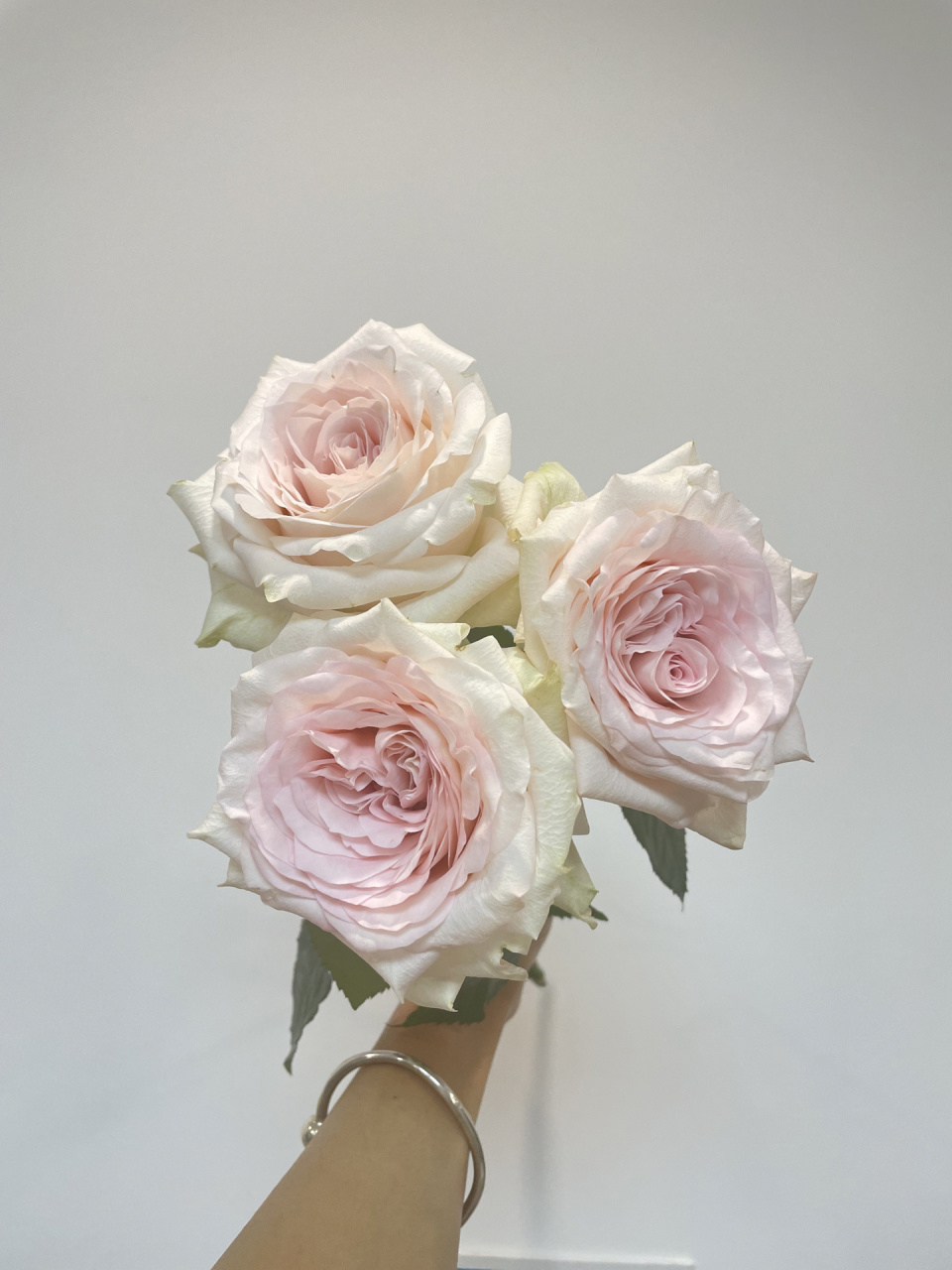 每日识花——双鱼座玫瑰 每日识花--双鱼座玫瑰 花型:酒杯玫瑰花型