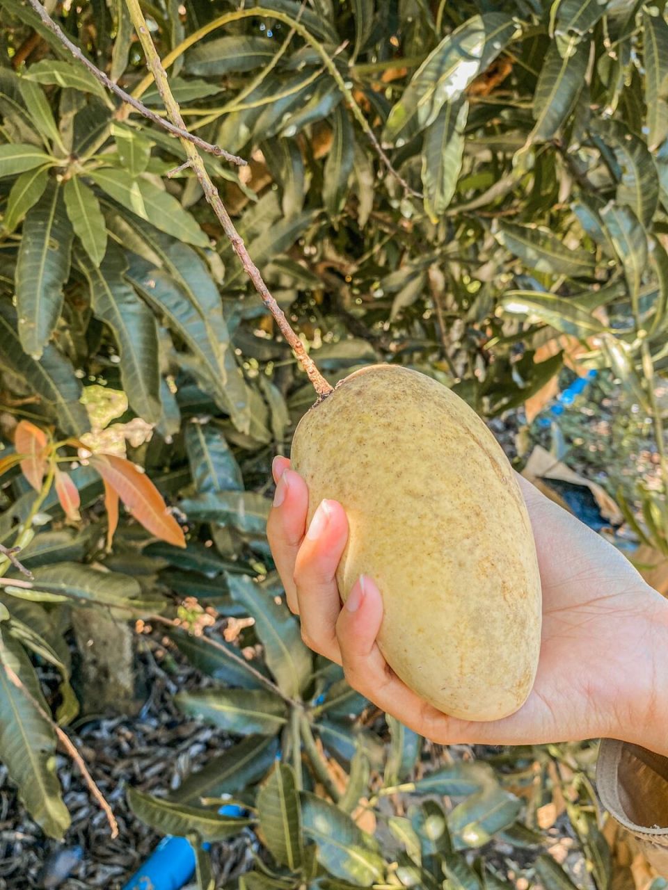 昌江的芒果熟了05喊大家快来摘啦!