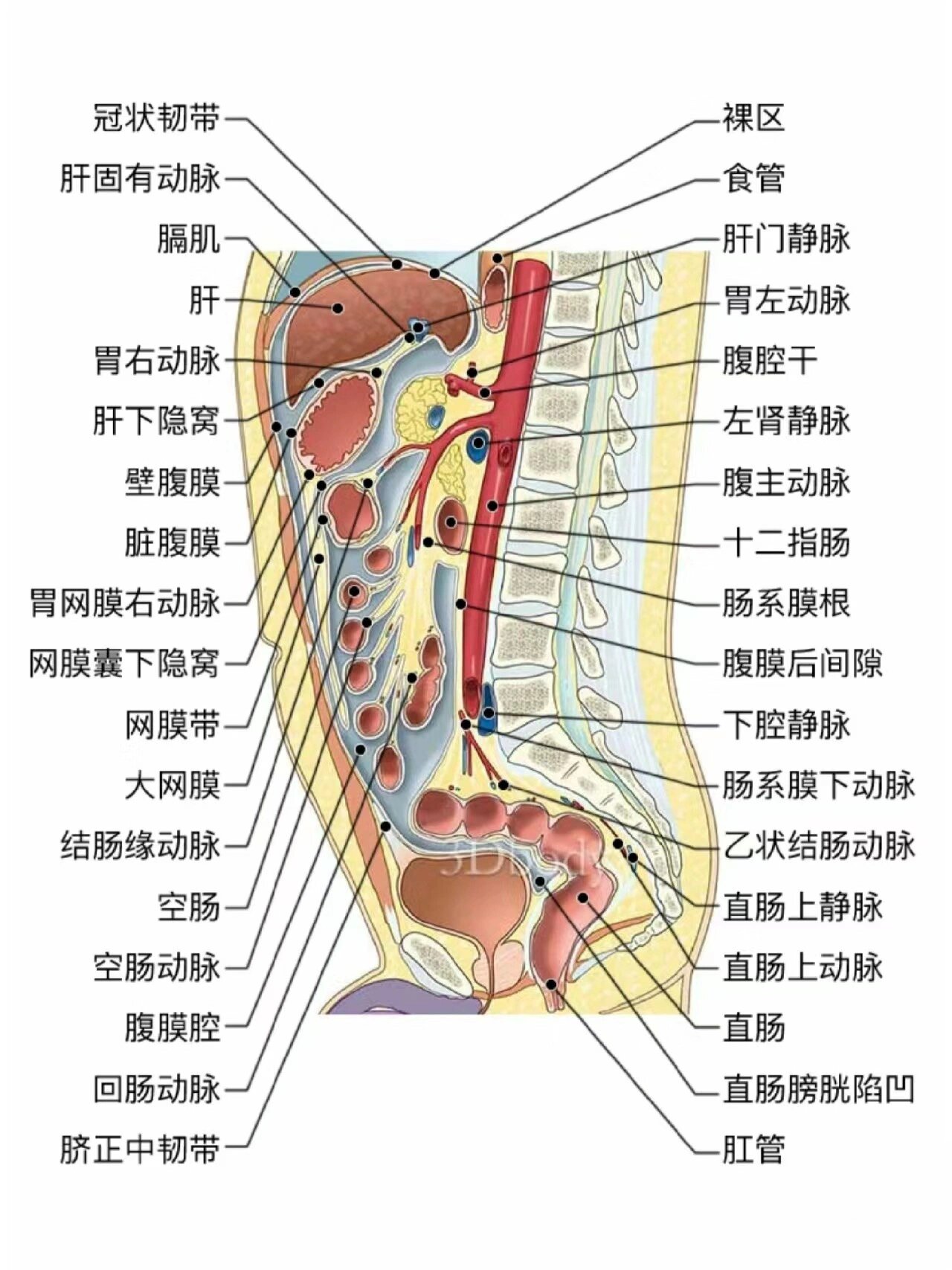 腹部整个部位图图片