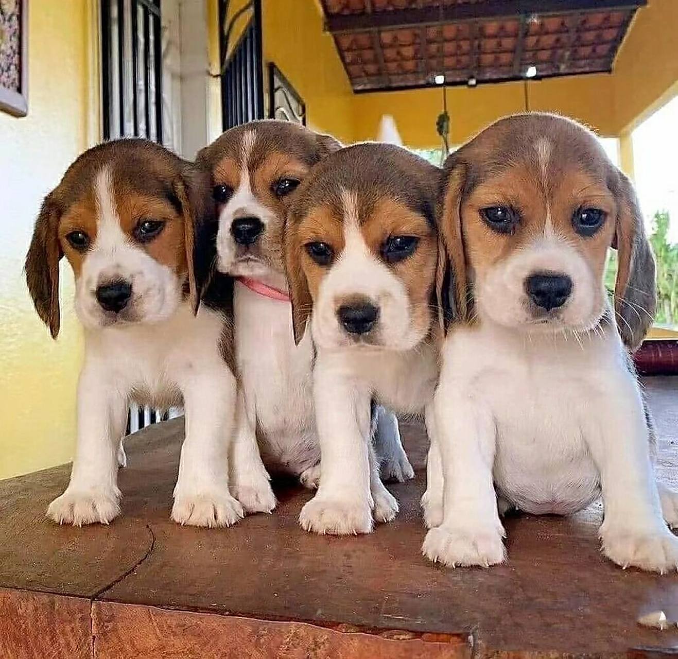 比格犬幼犬 纯种大耳朵巴吉度犬活体幼崽狗狗猎兔犬米格鲁犬宠物狗