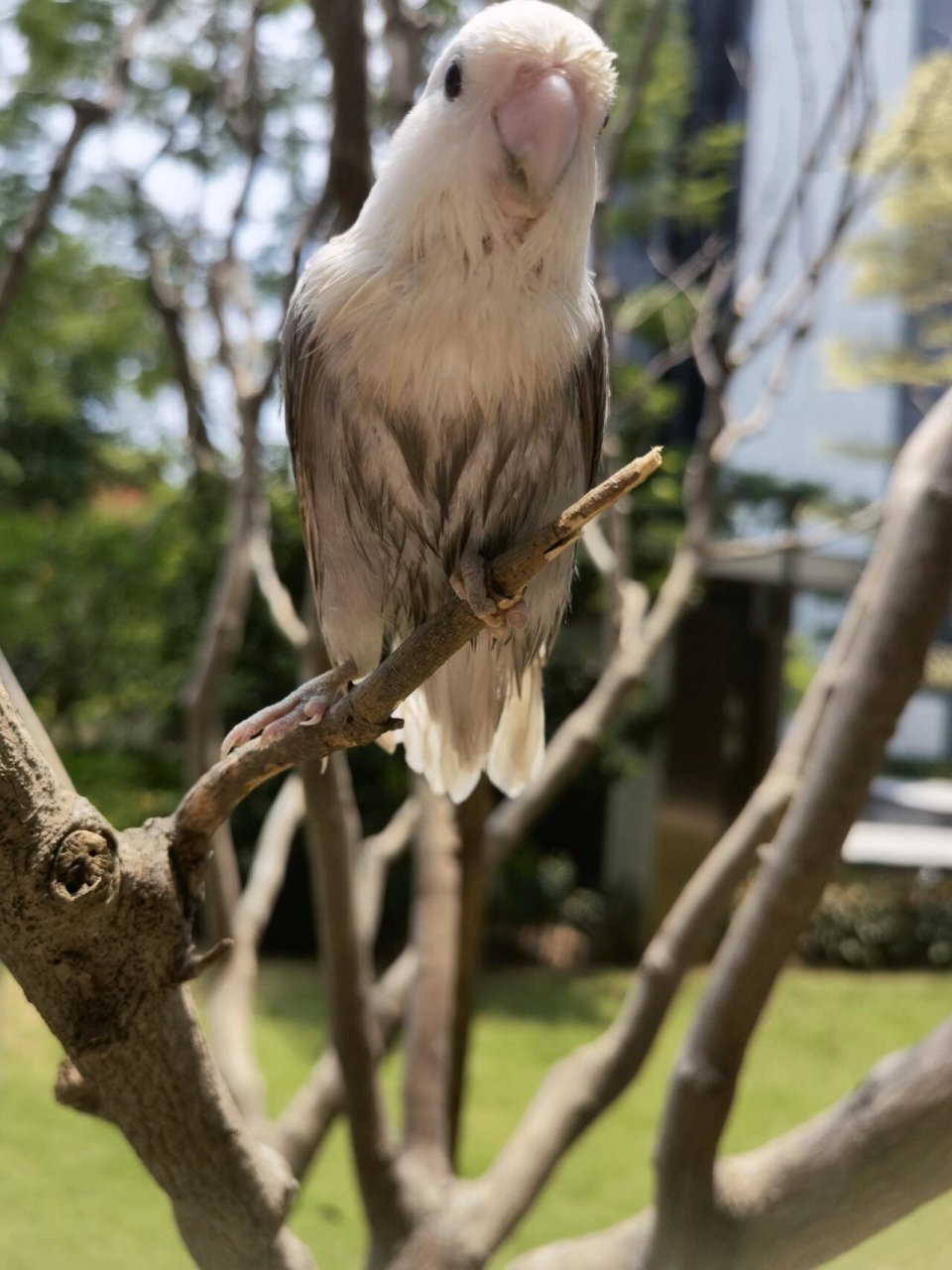 墨色牡丹鹦鹉图片