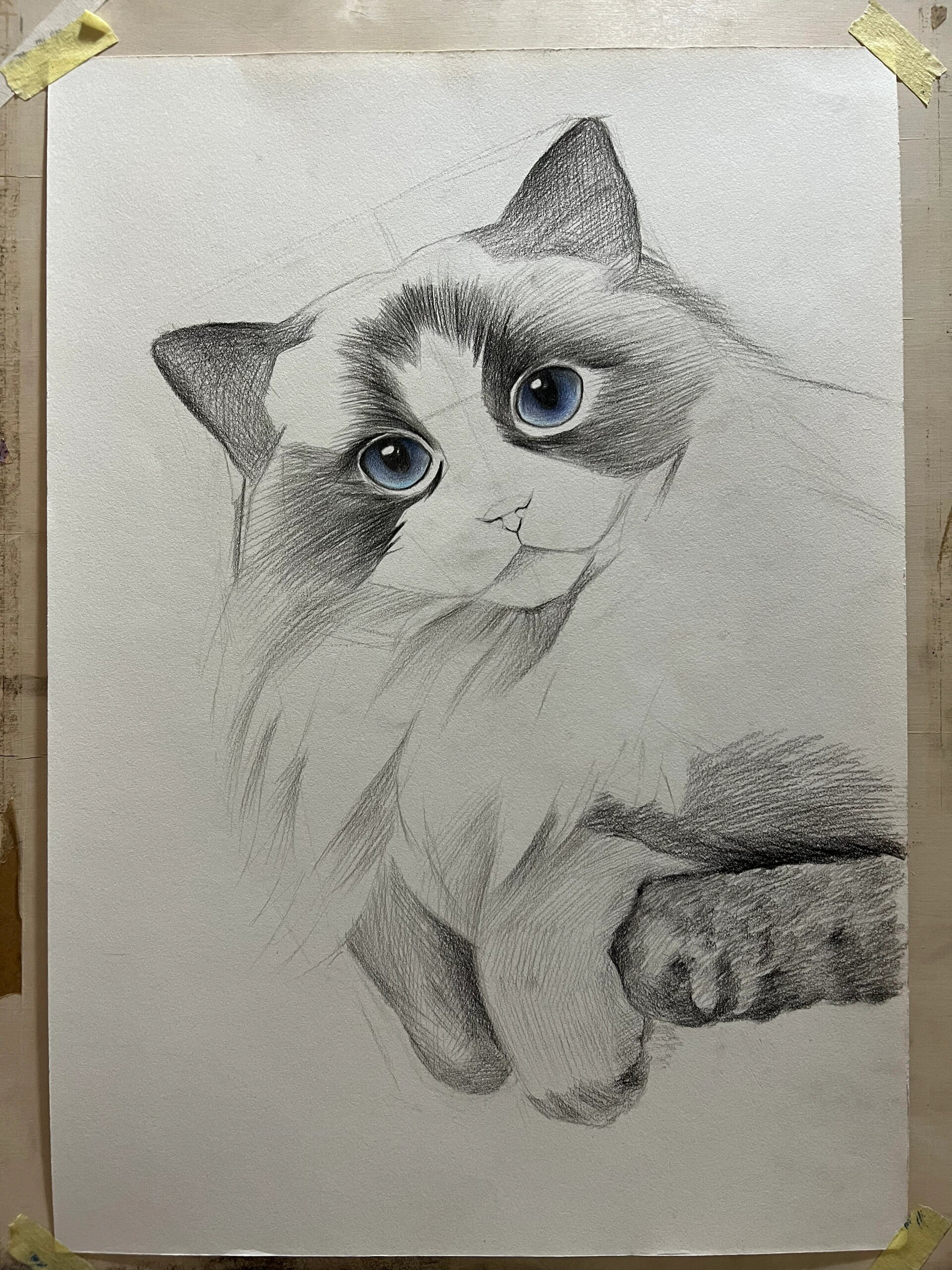 精微素描布偶猫咪步骤图